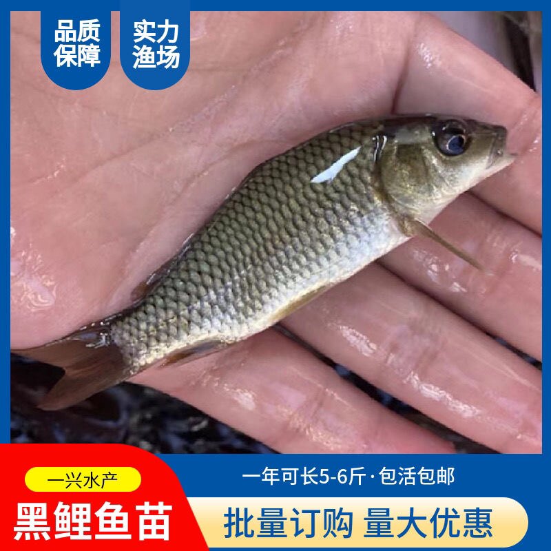 鱼苗活体养殖淡水养殖