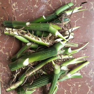 盆景梦 柱养爬藤垂盆绿萝苗圆你一个DIY 大叶绿萝 十颗插条