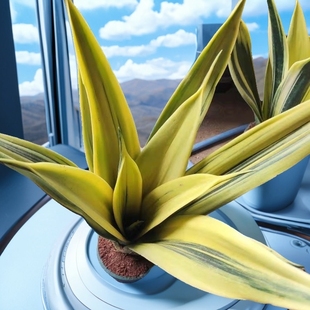 虎皮兰星空白玉霸王兰盆栽兰花苗室内客厅办公室桌面绿植花卉盆栽