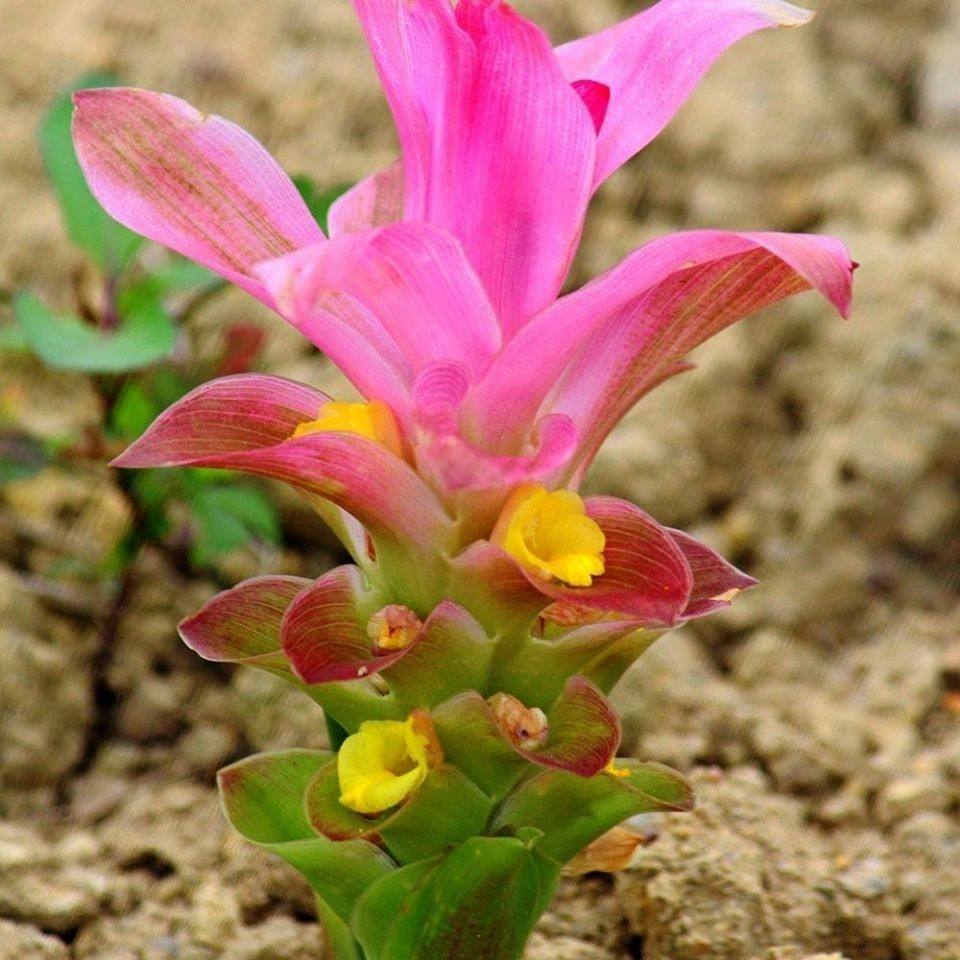 正宗广西莪术蒁药 莪茂 青姜 黑心姜 姜黄温郁金花苗盆栽【5月4日