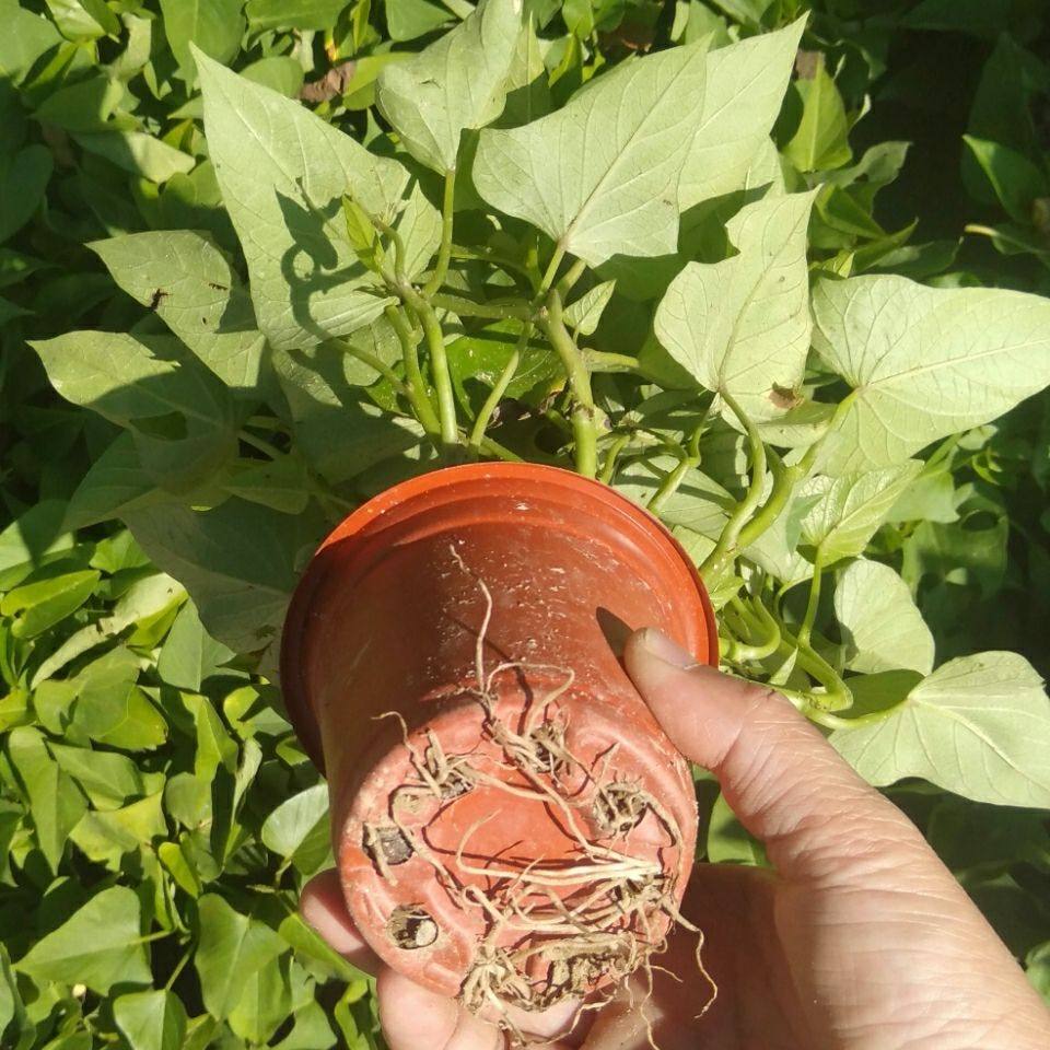 带根发货食叶型红薯 地瓜叶福薯18号番薯专吃叶子山芋苗台湾蔬菜,鲜花速递/花卉仿真/绿植园艺,绿植,淘宝优惠券,粉丝福利购,淘宝优惠卷