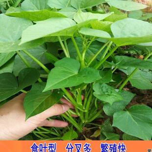 带根发货食叶型红薯 地瓜叶福薯18号番薯专吃叶子山芋苗台湾蔬菜