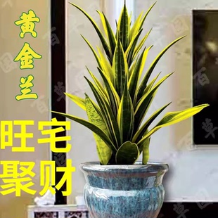 虎皮兰盆栽花卉植物室内绿植矮脚水培长脚金边虎尾荷花兰