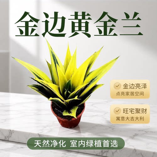 虎皮兰盆栽花卉植物室内绿植矮脚水培长脚金边虎尾荷花兰
