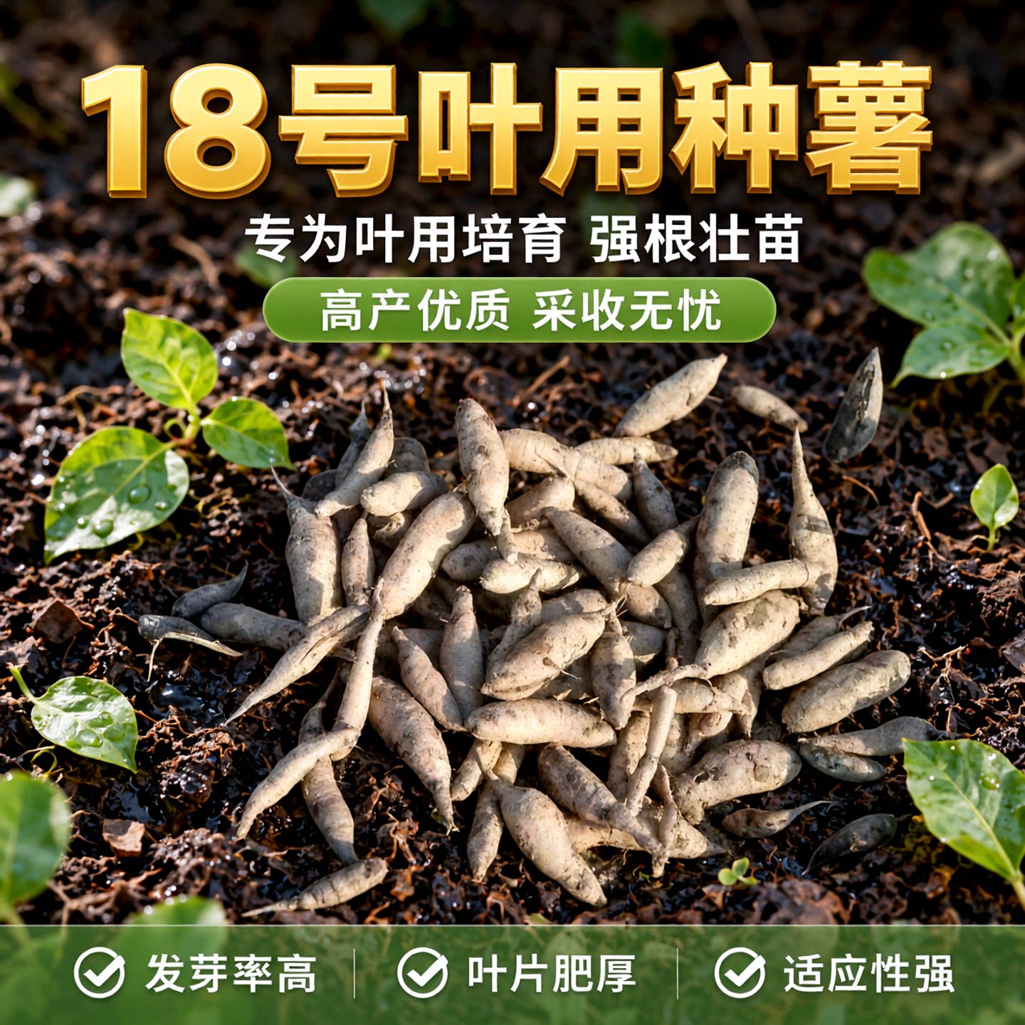 现挖福薯18号叶用型种薯专吃叶子地瓜种子红薯种红苕种育苗专用