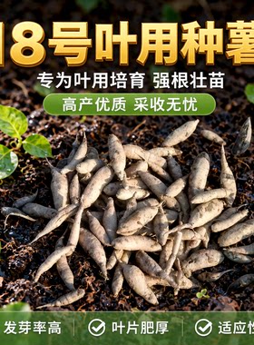 现挖福署18号种子食叶型