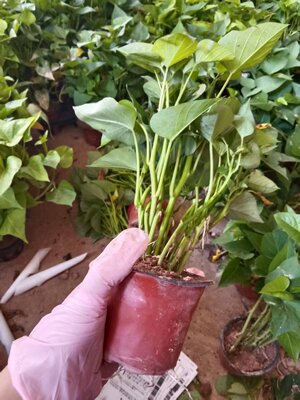 兔子宠物猪乌龟羊驼龙猫青饲料牧草现摘现发红薯藤红薯叶专吃叶子