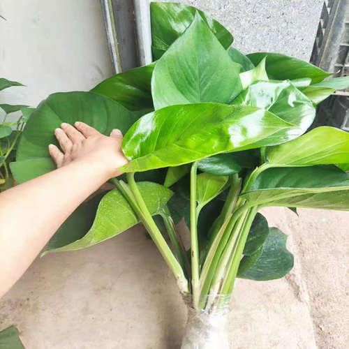 大叶绿萝爬藤水培懒人阳台吸甲醛