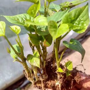 现挖福薯18号叶用型种薯专吃叶子地瓜种子红薯种红苕种育苗专用