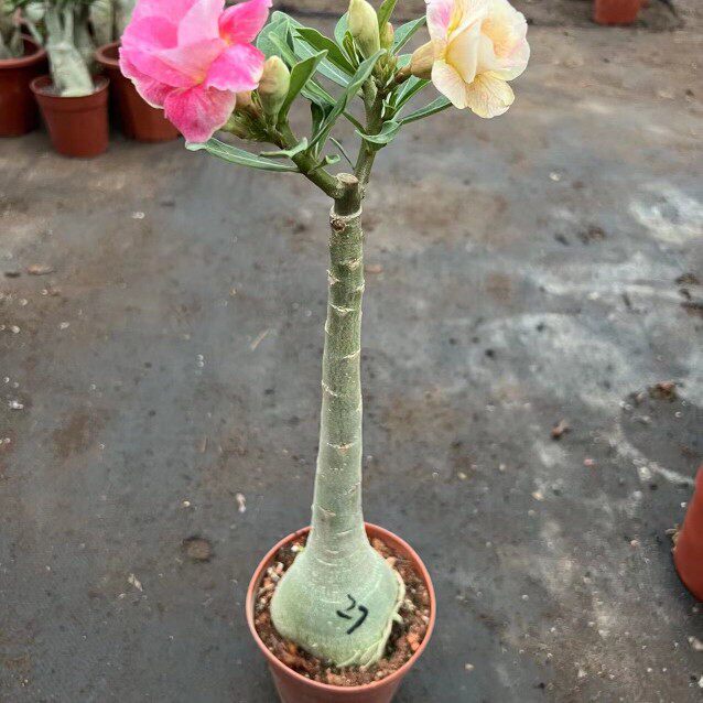 高杆棒棒糖造型沙漠玫瑰四季开花原盆原土重瓣嫁接耐旱植物阳台庭