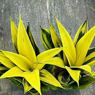 大叶黄金兰 虎皮兰室内净化空气观叶植物客厅盆栽绿植花卉盆栽