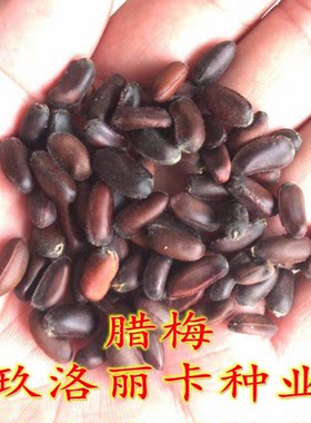 腊梅种子红浓香型黄花冬四季
