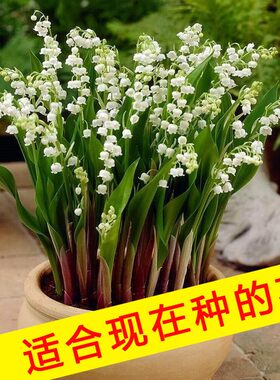 荷兰进口铃花苗种球带芽浓香