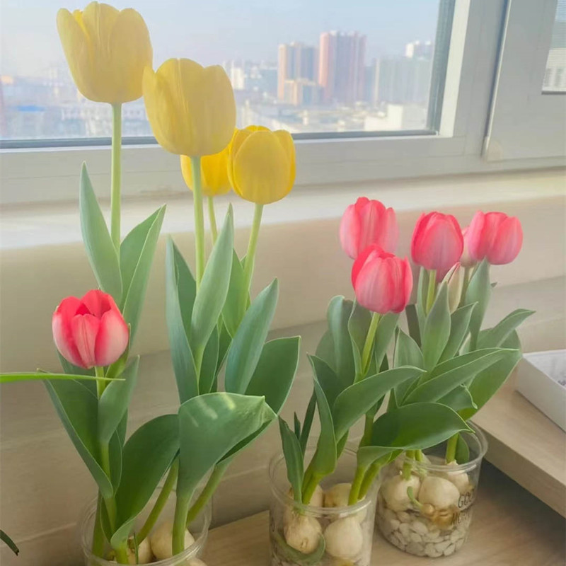 郁金香种球水培荷兰进口重瓣四季开花易活阳台土盆栽郁金香花种子