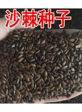 沙棘种子大果四季水容易南方