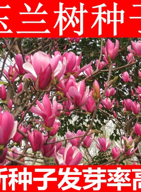 新采玉兰种子紫花红山广辛夷