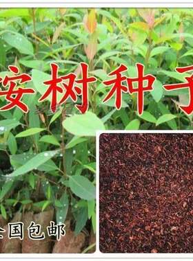 速生桉树种子巨大小广林9号