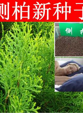 新采侧柏种子树洒金桧塔圆刺