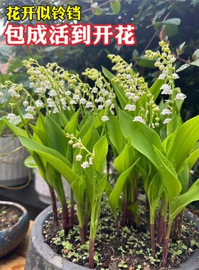 铃兰花苗盆栽种球根子四季开