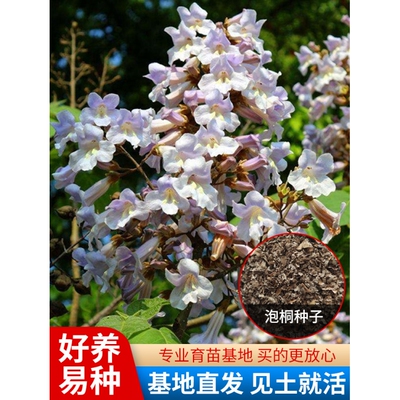 泡桐种子白花大果空木水树紫