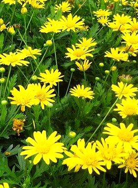 茼蒿菊种子多年生宿根花籽木