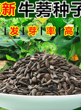 牛蒡种子中药材纯新大力黄芪