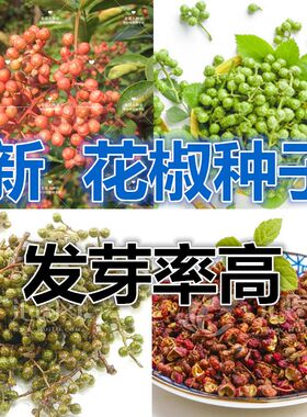 四川花椒树种子正宗大红袍韩