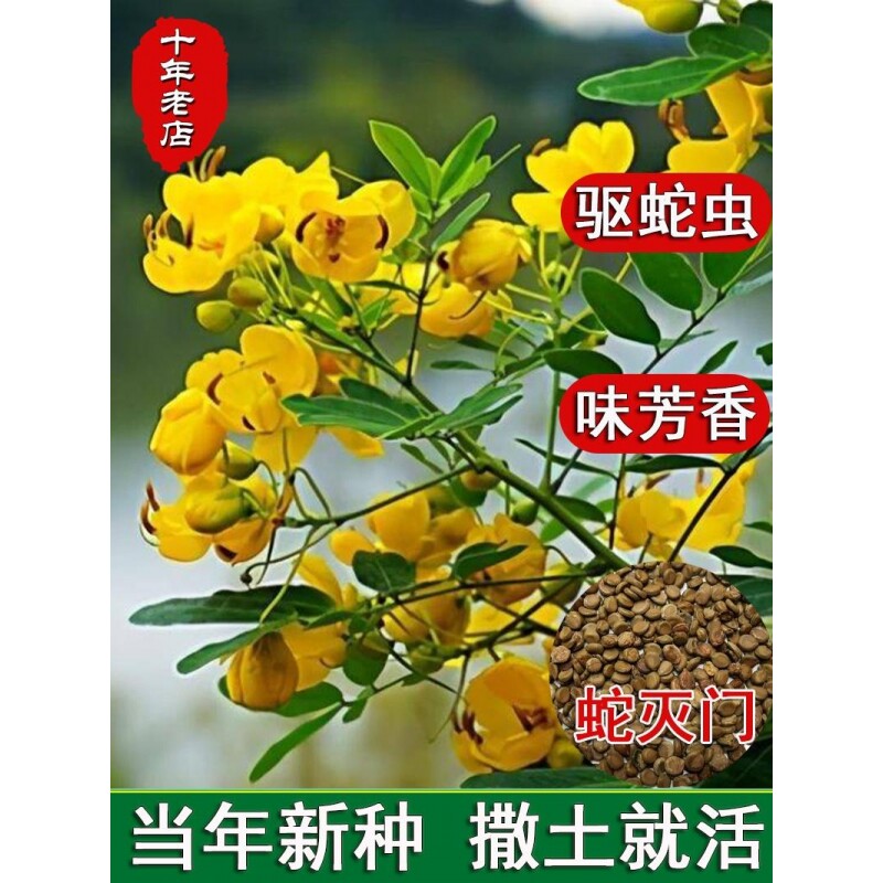 蛇灭门种子四季种植望江南野决明凤仙花蛇倒退防蛇驱蛇植物草种籽