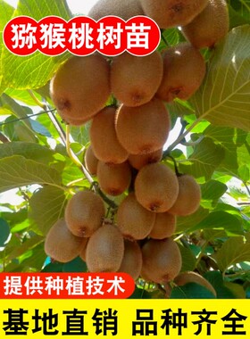 猕猴桃树果苗红心软枣徐香嫁