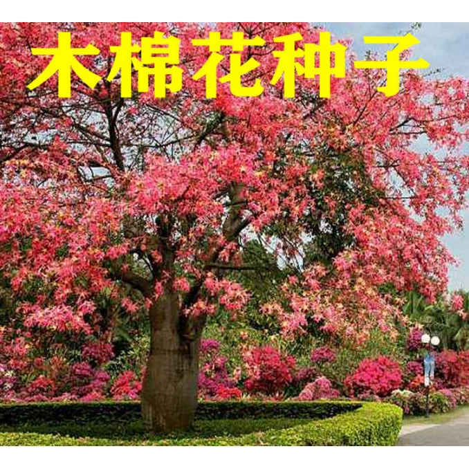 美丽异木棉种子花攀枝树大肚