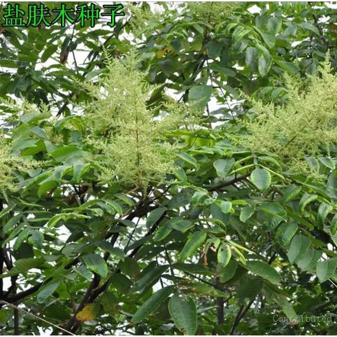 盐肤木种子蜜源树别名五倍花