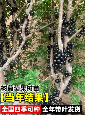 树葡萄苗果嘉宝正宗沙巴加南