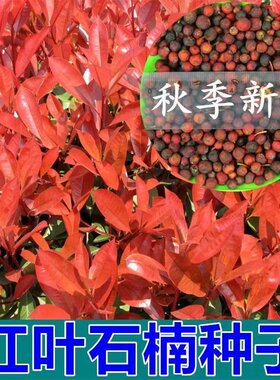 新釆红叶石楠种子四季常青绿
