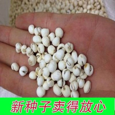 中药材种子川贝母青浙甘肃阳