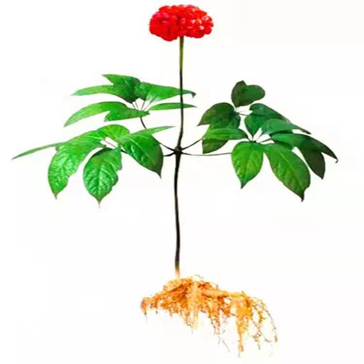 正品三七种子云南野生红籽三七新种籽四季易种盆栽名贵药材种籽