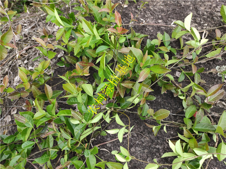 野生络石藤新鲜石龙藤盆栽万字花农村万字茉莉观赏风车茉莉爬藤香