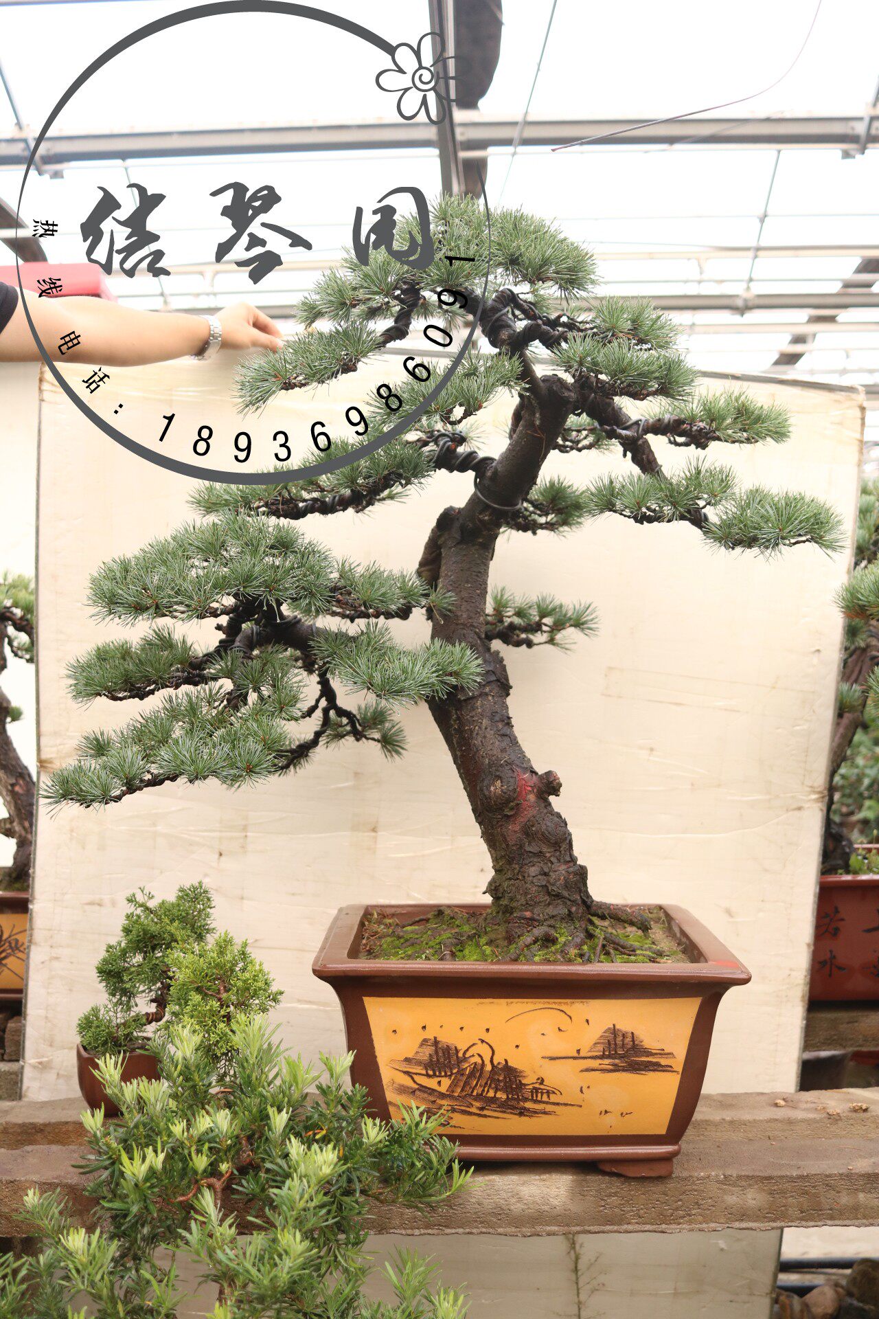 精品造型五针松盆景黑松微型盆景 树桩 盆景植物罗汉松在类目 鲜花速递/花卉仿真/绿植园艺, 花卉/绿植盆栽（新）, 大型绿植/成品组合盆栽中 - 来自Buy2taobao.com提供专业的淘宝代购服务