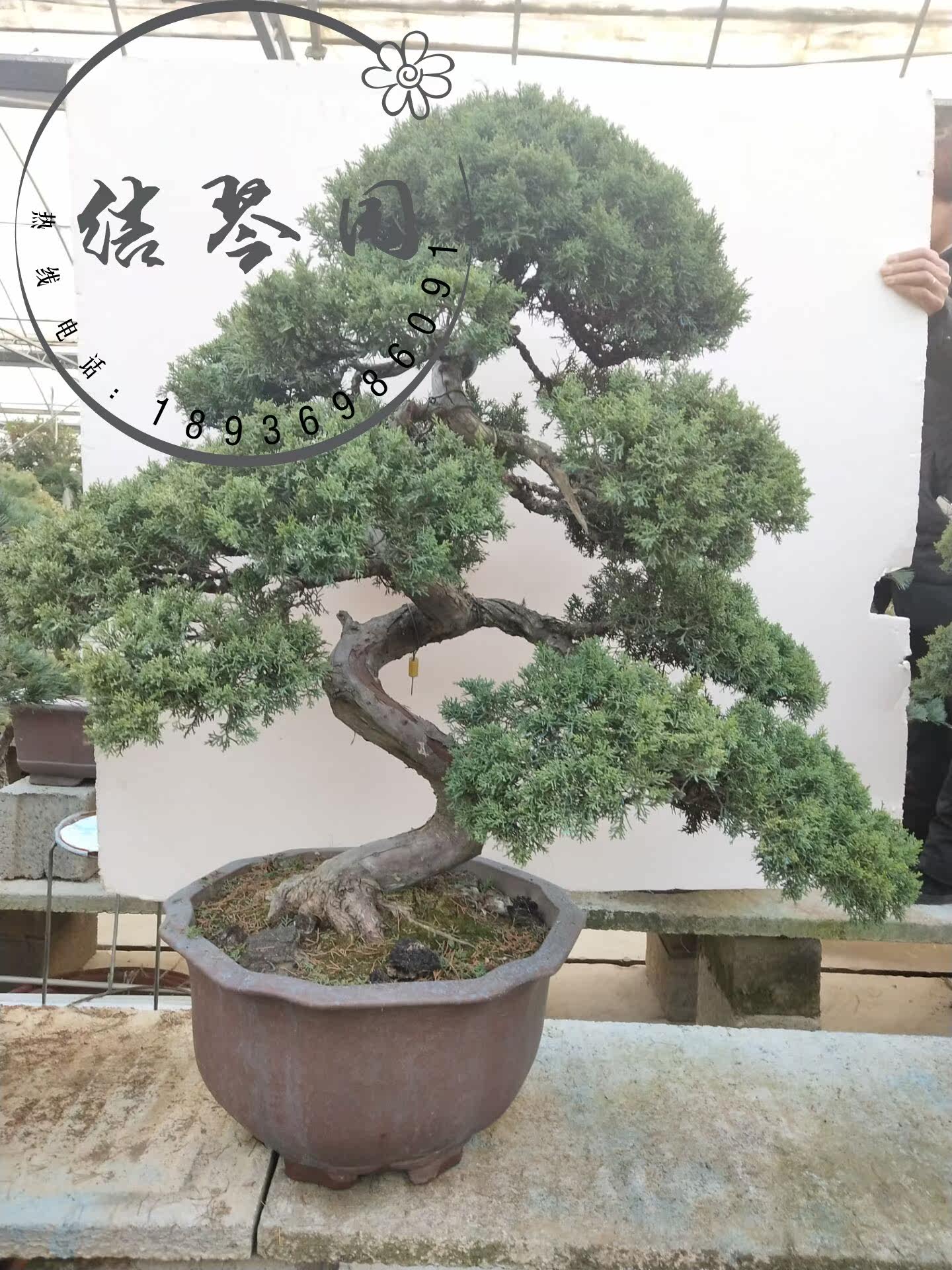 大型真柏盆景古桩 济州真柏造型盆景树桩系渔川真柏 台湾盆景包邮在类目 鲜花速递/花卉仿真/绿植园艺, 花卉/绿植盆栽（新）, 大型绿植/成品组合盆栽中 - 来自Buy2taobao.com提供专业的淘宝代购服务