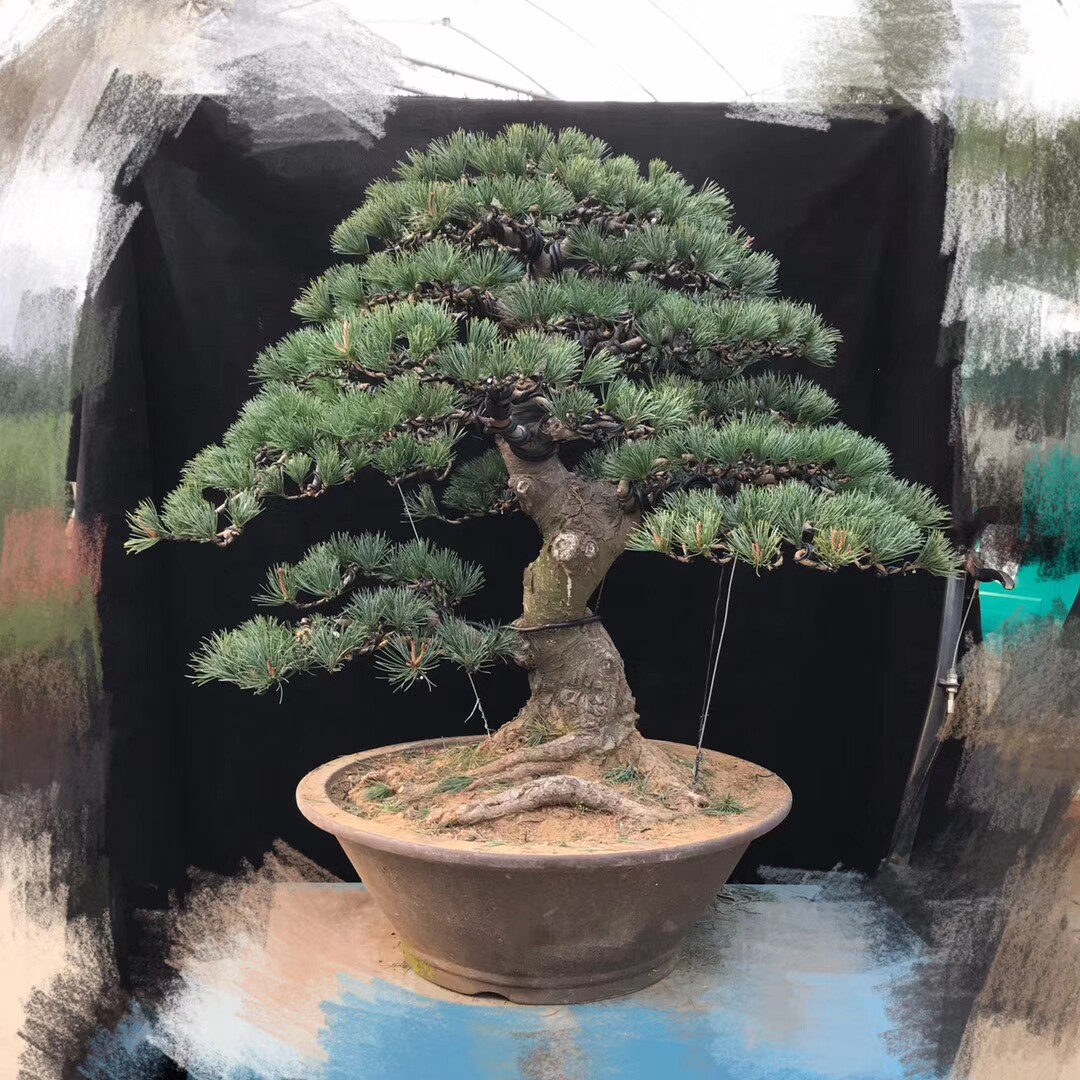 日本四国五针松盆景 精品大阪松树桩盆栽 迎客松大罗汉松树桩室内在类目 鲜花速递/花卉仿真/绿植园艺, 花卉/绿植盆栽（新）, 大型绿植/成品组合盆栽中 - 来自Buy2taobao.com提供专业的淘宝代购服务