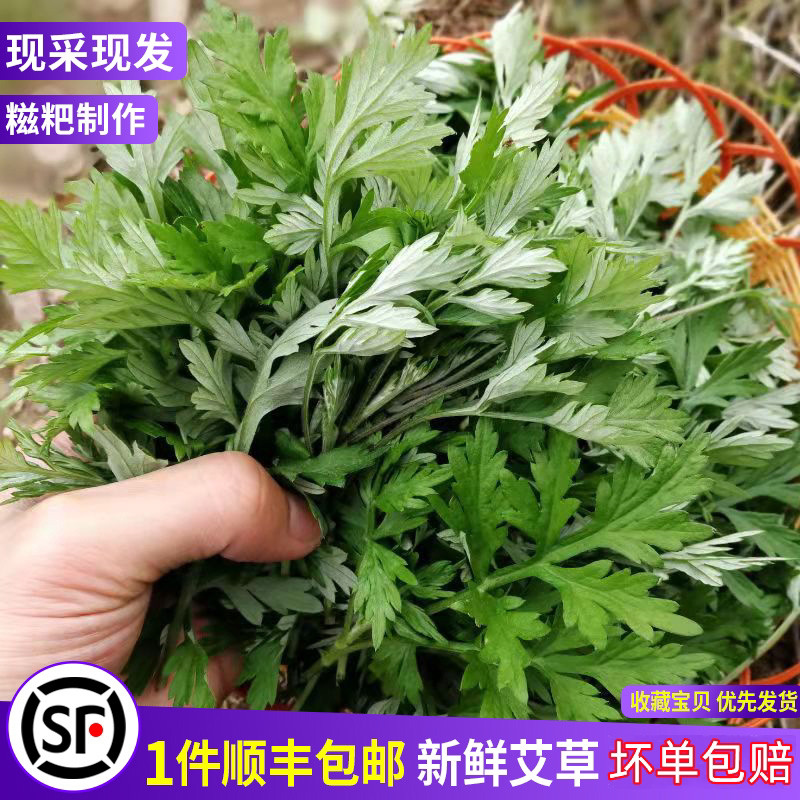 艾草新鲜清明草野菜粑粑青团草嫩艾蒿食用蔬菜蒿子艾叶新鲜艾草叶