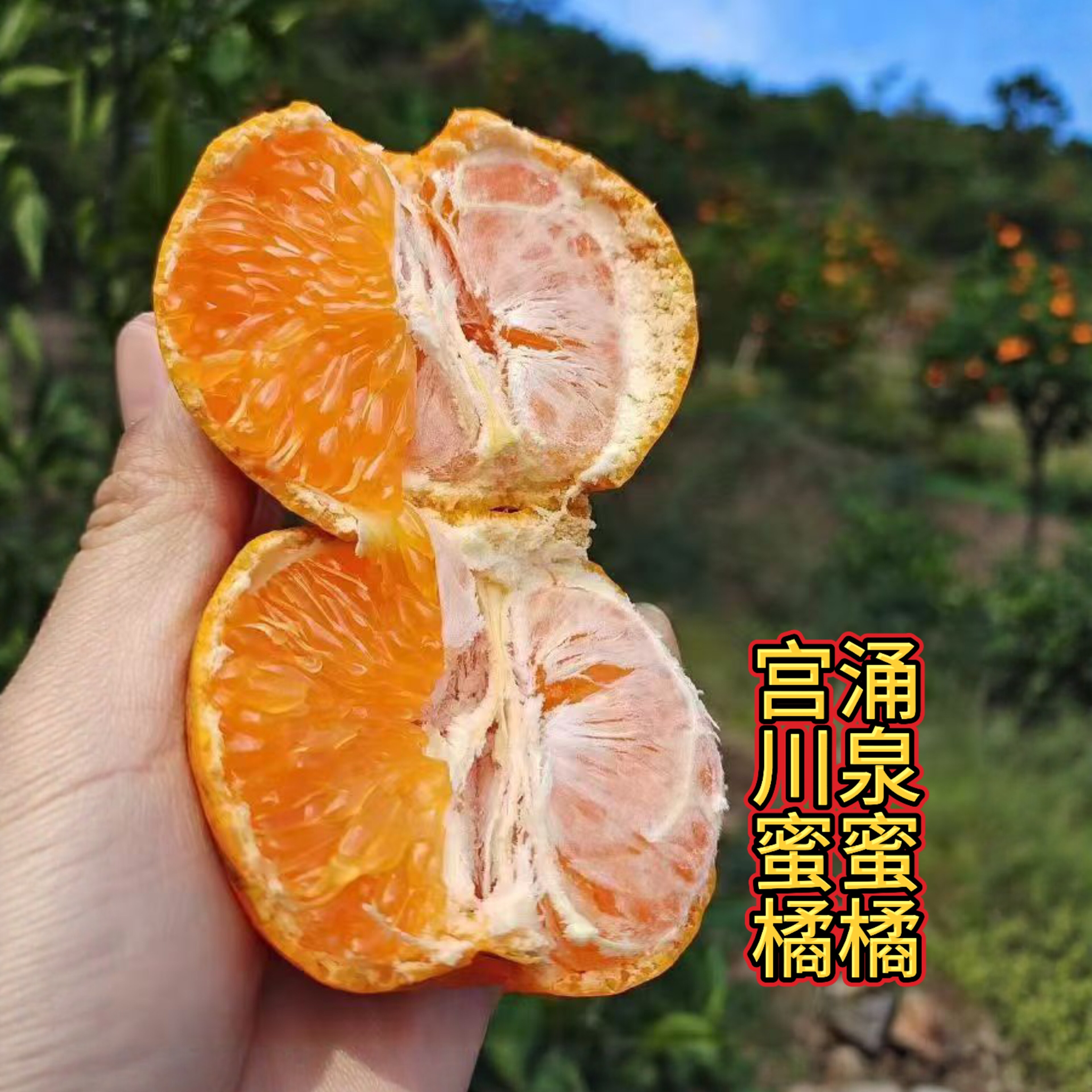 正宗嫁接涌泉蜜橘树苗 宫川品种