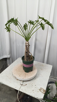 龙鳞希望小天使，一物一拍。高度66厘米，盆宽15厘米。原样发货