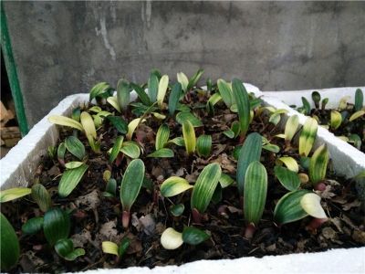 【10颗】君子兰苗四季带花苞圆头和尚短叶麻脸宽叶大苗室内绿植