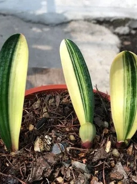 植物东北四季君子兰彩兰