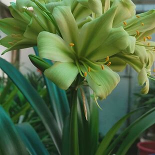 高颜值正品君子兰花苗开花查尔斯绿花异花(包对版直到开花)
