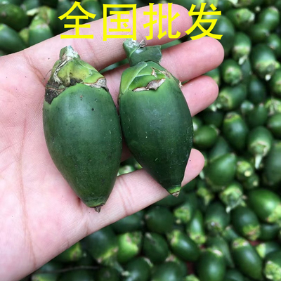 海南陵水青槟榔鲜果现摘现发