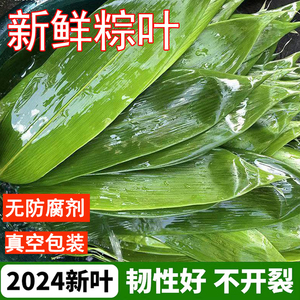 粽叶新鲜粽子叶大码包粽子专用的叶子商用真空大号家用竹叶精选
