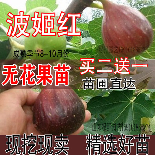 无花果树果苗盆栽阳台当年结果