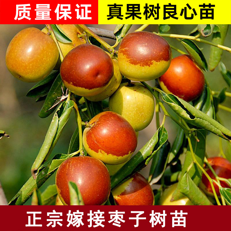 特大庭院当年结果超甜枣子树苗