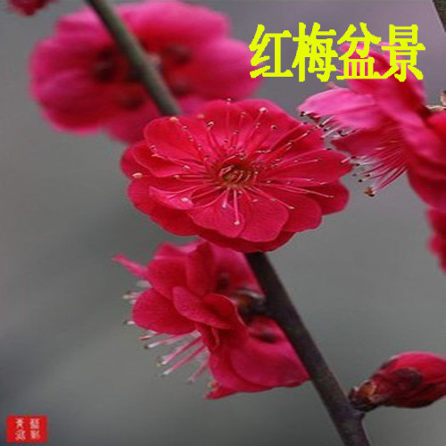 梅花盆景老桩耐寒浓香型庭院树苗